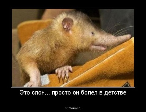 Это слон... просто он болел в детстве