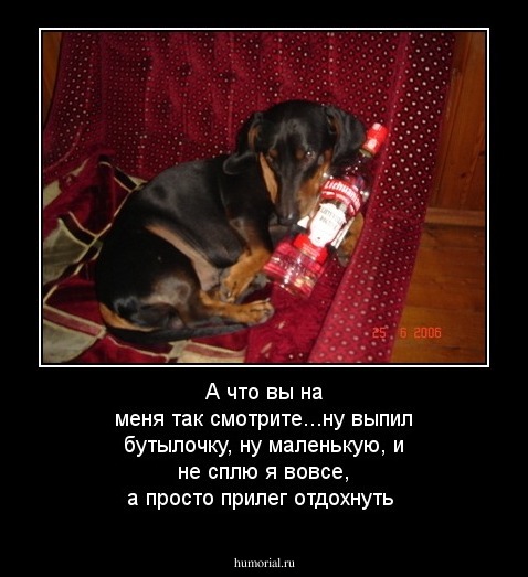 А что вы на меня так смотрите...ну выпил бутылочку, ну маленькую, и не сплю я вовсе, а просто прилег отдохнуть