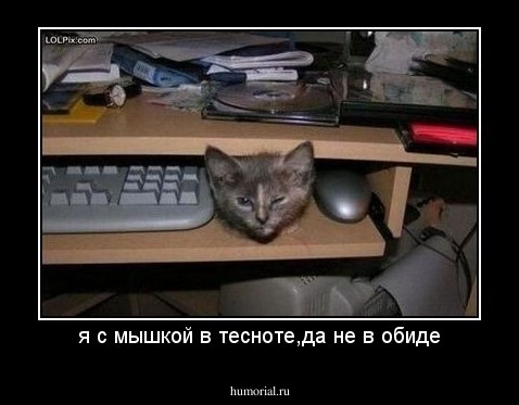 я с мышкой в тесноте,да не в обиде