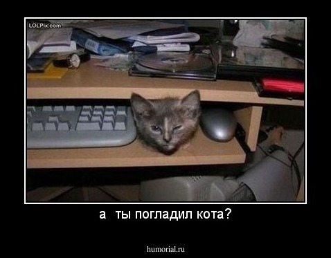 а  ты погладил кота?