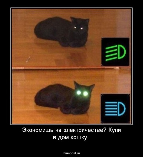 Экономишь на электричестве? Купи в дом кошку.