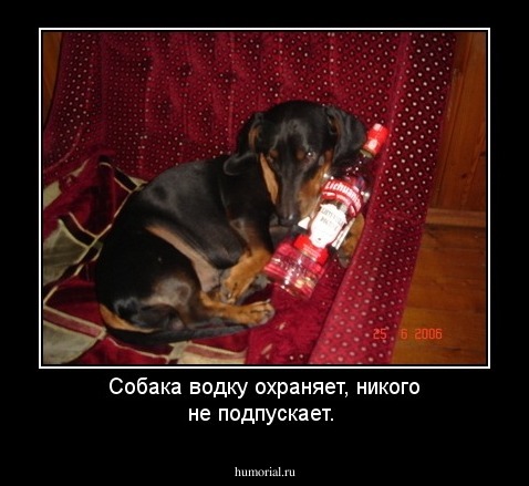 Собака водку охраняет, никого не подпускает.