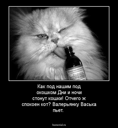 Как под нашим под окошком
Дни и ночи стонут кошки!
Отчего ж спокоен кот?
Валерьянку Васька пьет.