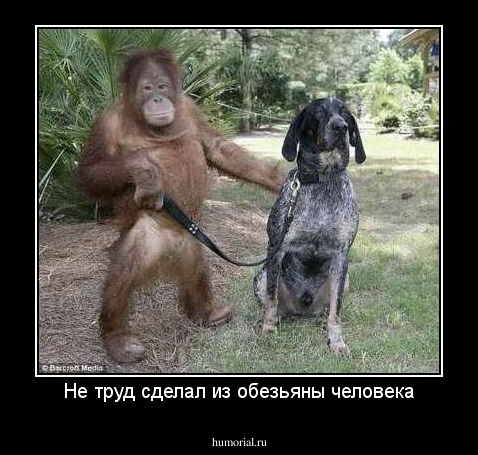 Не труд сделал из обезьяны человека