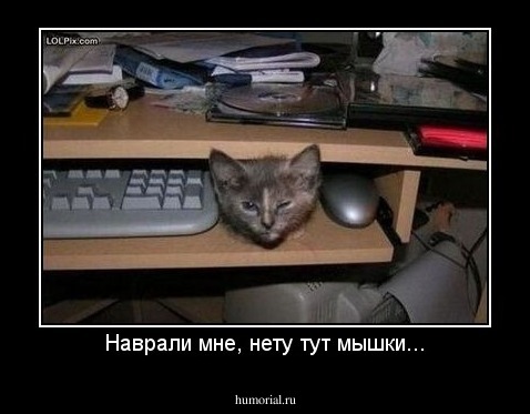 Наврали мне, нету тут мышки...