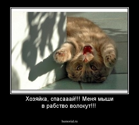 Хозяйка, спасааай!!! Меня мыши в рабство волокут!!!