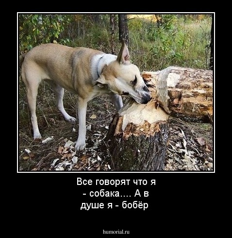 Все говорят что я  - собака....
А в душе я - бобёр