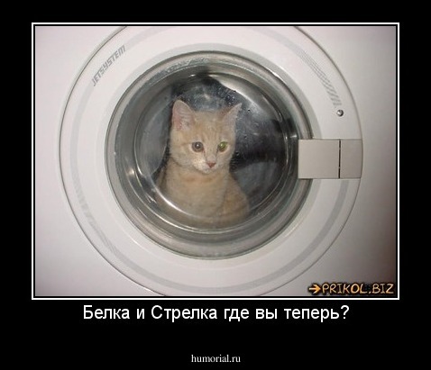 Белка и Стрелка где вы теперь?