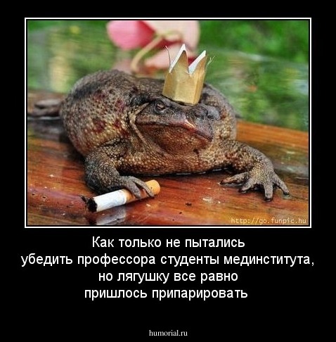 Как только не пытались убедить профессора студенты мединститута, но лягушку все равно пришлось припарировать