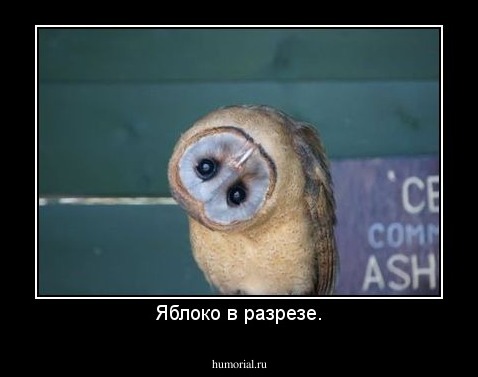 Яблоко в разрезе.