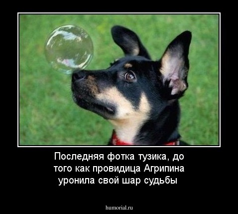 Последняя фотка тузика, до того как провидица Агрипина уронила свой шар судьбы