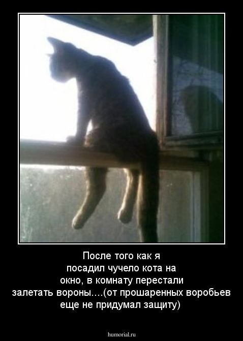 После того как я посадил чучело кота на окно, в комнату перестали  залетать вороны....(от прошаренных воробьев еще не придумал защиту)