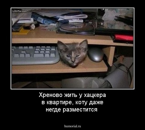 Хреново жить у хацкера в квартире,  коту даже негде разместится