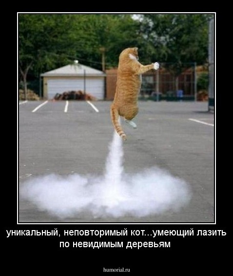 уникальный, неповторимый кот...умеющий лазить по невидимым деревьям