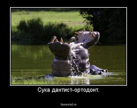 Сука дантист-ортодонт.