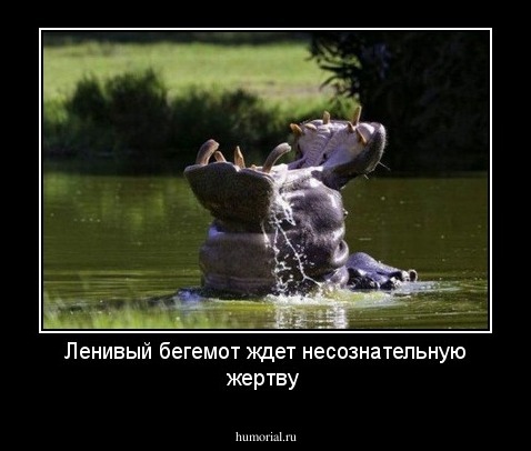Ленивый бегемот ждет несознательную жертву
