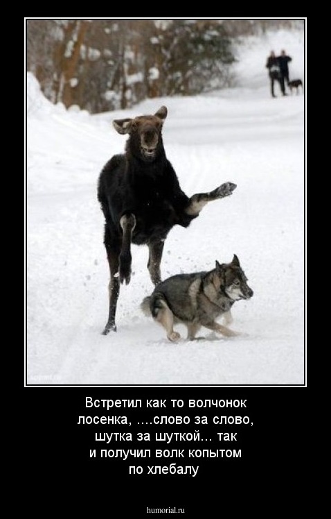 Встретил как то волчонок лосенка, ....слово за слово, шутка за шуткой... так и получил волк копытом по хлебалу