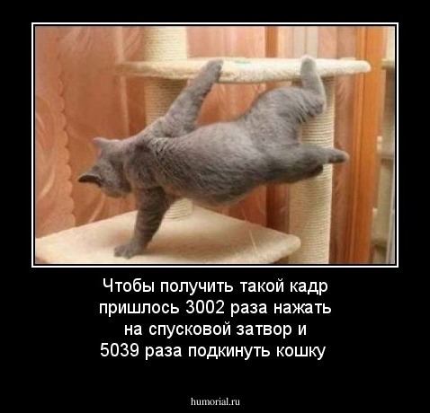 Чтобы получить такой кадр пришлось 3002 раза нажать на спусковой затвор и 5039 раза подкинуть кошку