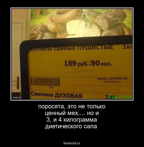 поросята, это не только ценный мех.... но и 3, и 4 килограмма диетического сала