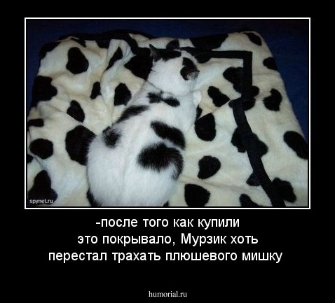 -после того как купили это покрывало, Мурзик хоть перестал трахать плюшевого мишку