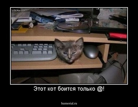Этот кот боится только @!