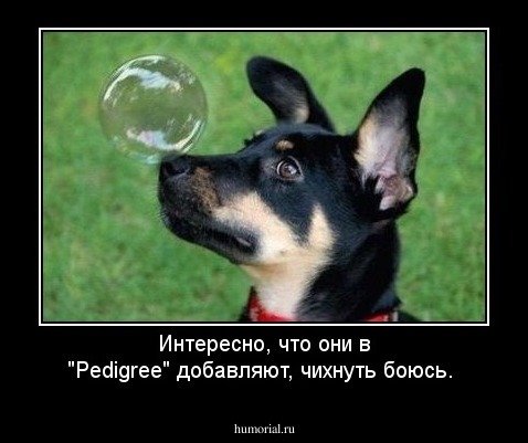 Интересно, что они в "Pedigree" добавляют, чихнуть боюсь.