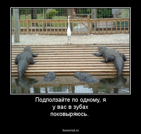 Подползайте по одному, я у вас в зубах поковыряюсь.