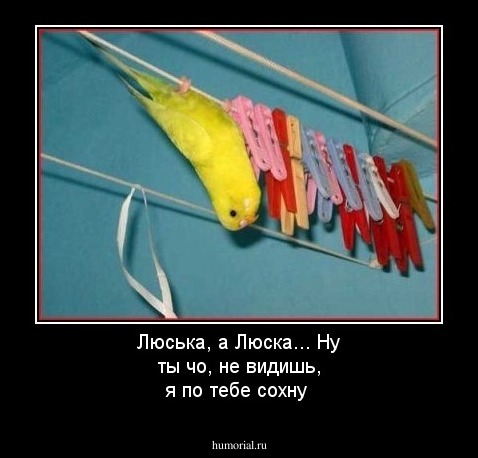 Люська, а Люска... Ну ты чо, не  видишь, я по тебе сохну