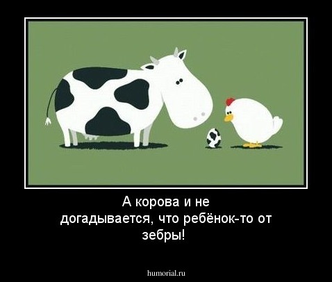 А корова и не догадывается, что ребёнок-то от зебры!