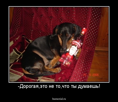 -Дорогая,это не то,что ты думаешь!