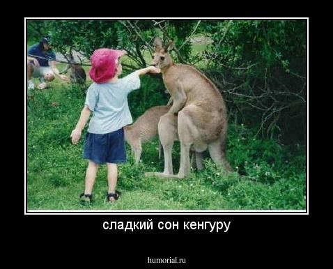 сладкий сон кенгуру