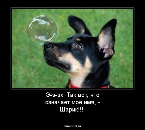 Э-э-эх! Так вот, что означает мое имя, - Шарик!!!