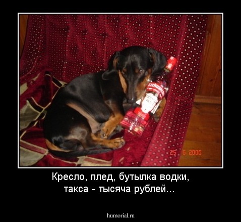 Кресло, плед, бутылка водки, такса - тысяча рублей...
