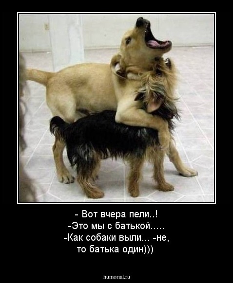 - Вот вчера пели..!
-Это мы с батькой.....
-Как собаки выли...
-не, то батька один)))