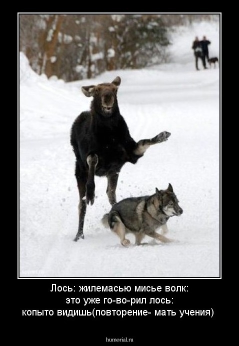 Лось: жилемасью мисье
волк: это уже го-во-рил
лось: копыто видишь(повторение- мать учения)
