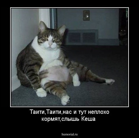 Таити,Таити,нас и тут неплохо кормят,слышь Кеша
