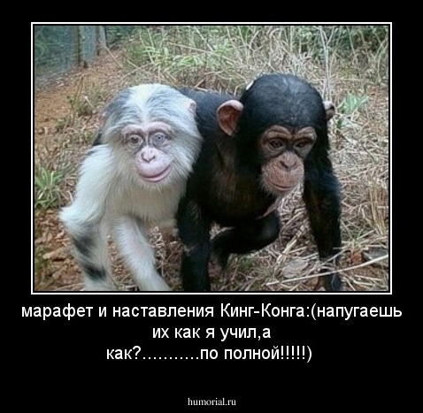 марафет и наставления  Кинг-Конга:(напугаешь их как я учил,а как?...........по полной!!!!!)