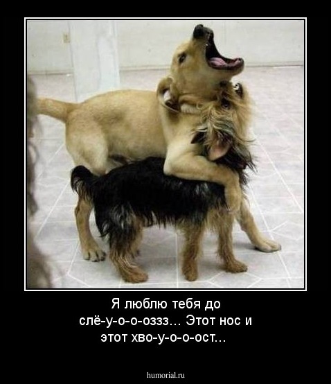 Я люблю тебя до слё-у-о-о-оззз...
Этот нос и этот хво-у-о-о-ост...