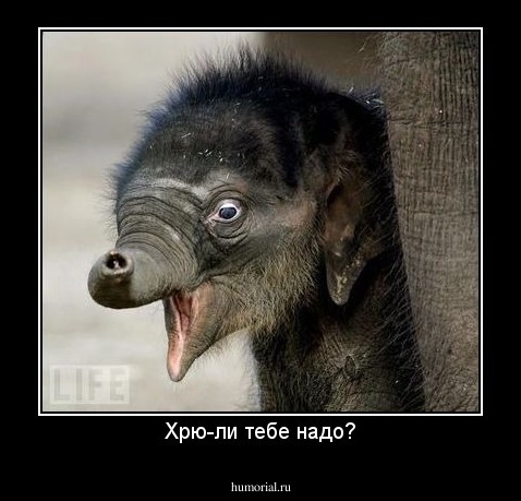 Хрю-ли тебе надо?