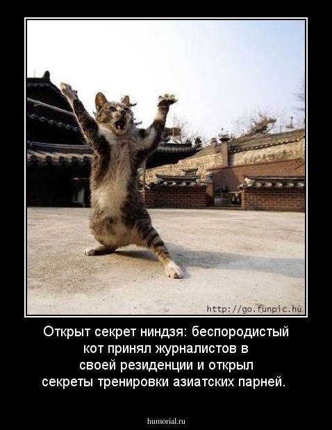 Открыт секрет ниндзя: беспородистый кот принял журналистов в своей резиденции и открыл секреты тренировки азиатских парней.

