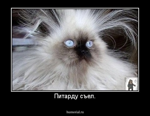 Питарду съел.