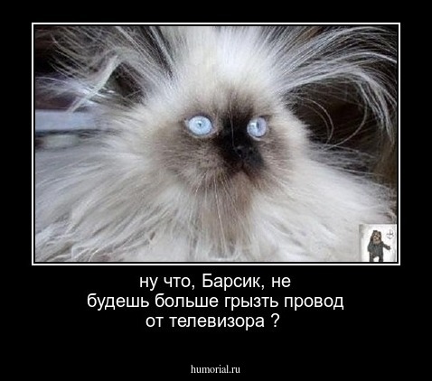 ну что, Барсик, не будешь больше грызть провод от телевизора ?