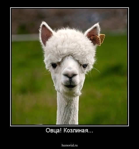 Овца! Козлиная...