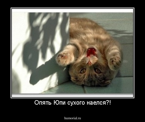Опять Юпи сухого наелся?!