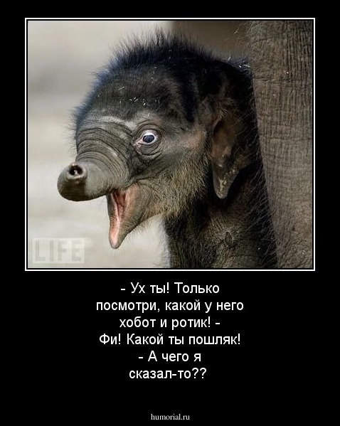 - Ух ты! Только посмотри, какой у него хобот и ротик! - Фи! Какой ты пошляк! - А чего я сказал-то??