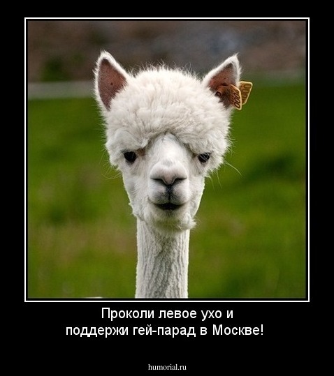 Проколи левое ухо и поддержи гей-парад в Москве!