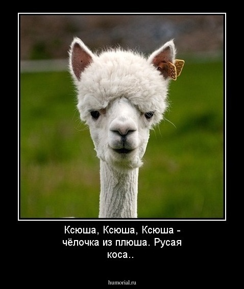 Ксюша, Ксюша, Ксюша - чёлочка из плюша. Русая коса..