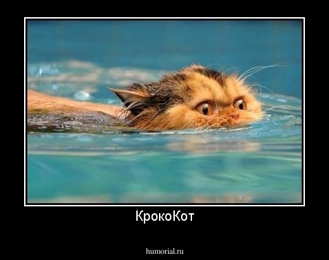 КрокоКот