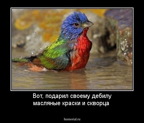 Вот, подарил своему дебилу масляные краски и скворца