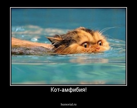 Кот-амфибия!